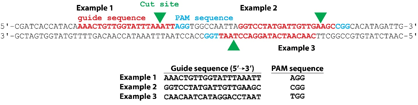 Examples of guide sequences, PAMs, and predicted Cas9 cut sites