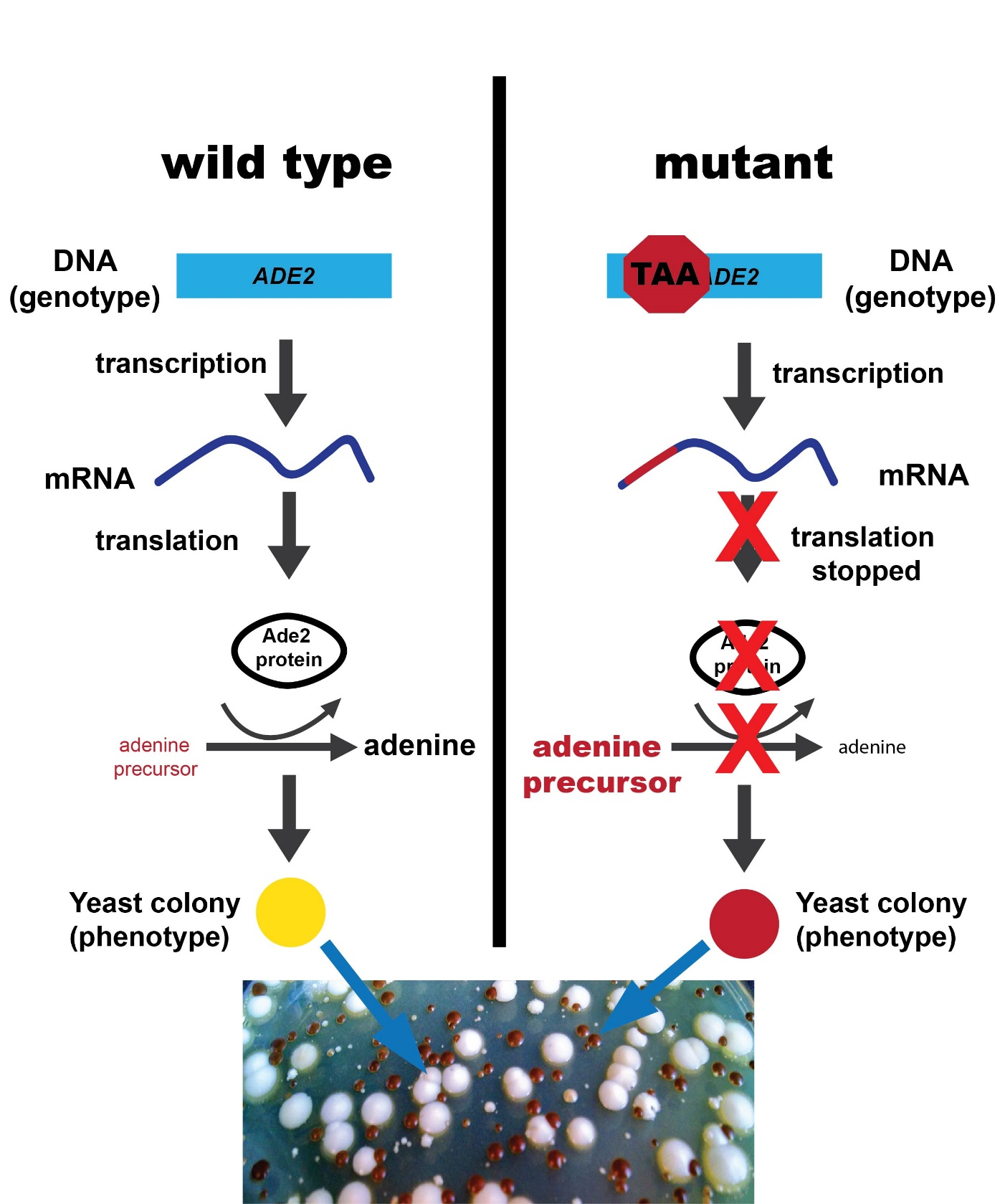 Relationship between ADE2 genotype and yeast colony colour