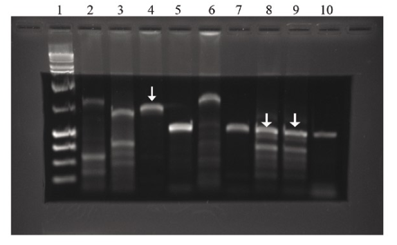 PCR reactions electrophoresed in a 2.0% agarose gel frame with an embedded LMP agarose gel reservoir.
