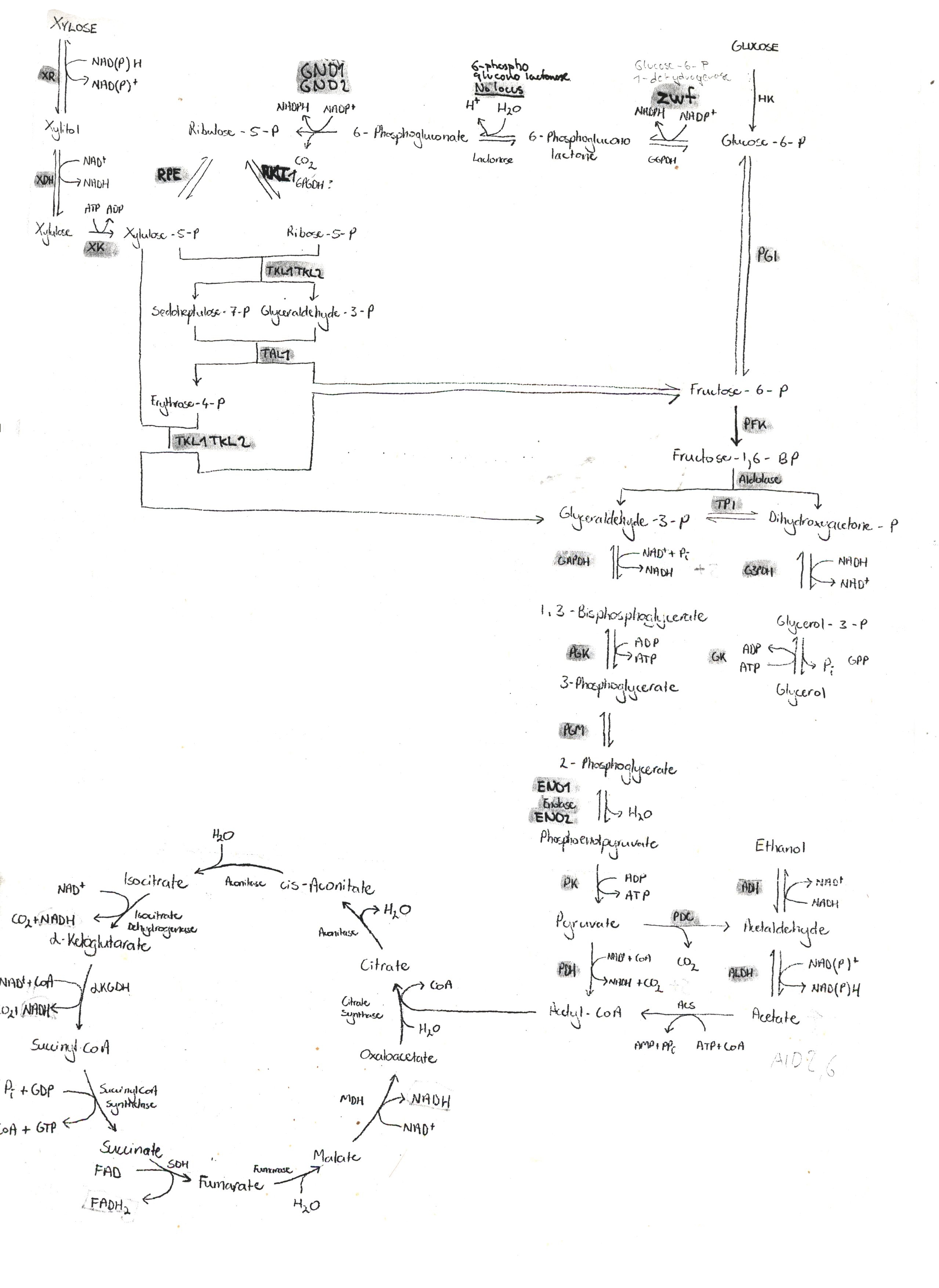 Saccharomyces cerevisiae metabolic map (old)