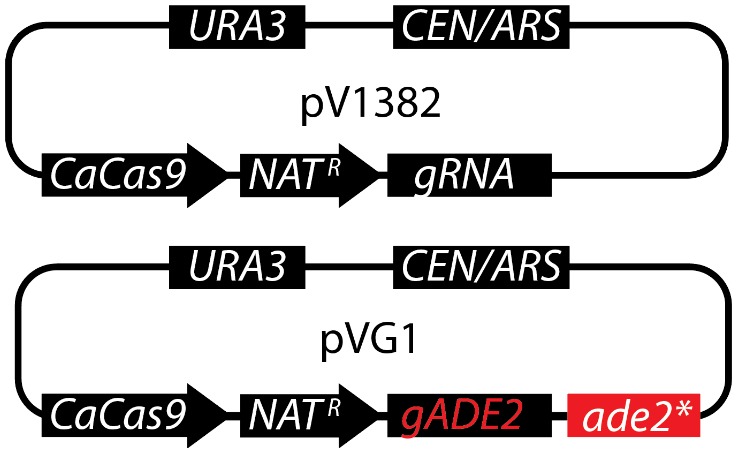 Simplified maps of pV1382 and pVG1